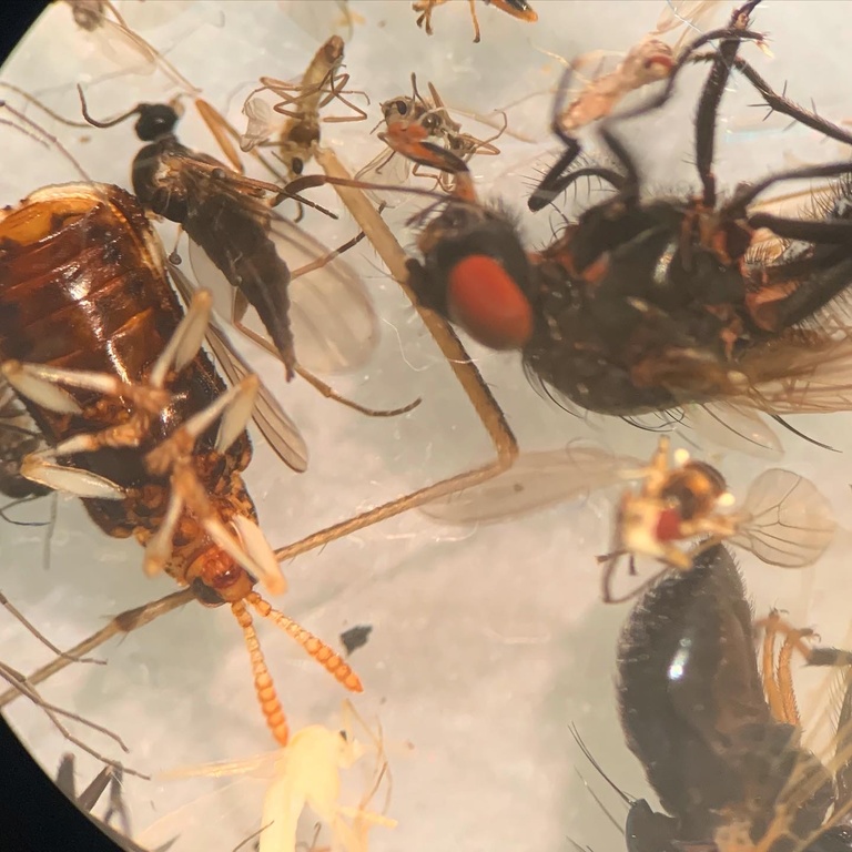 Flying insects under microscope
