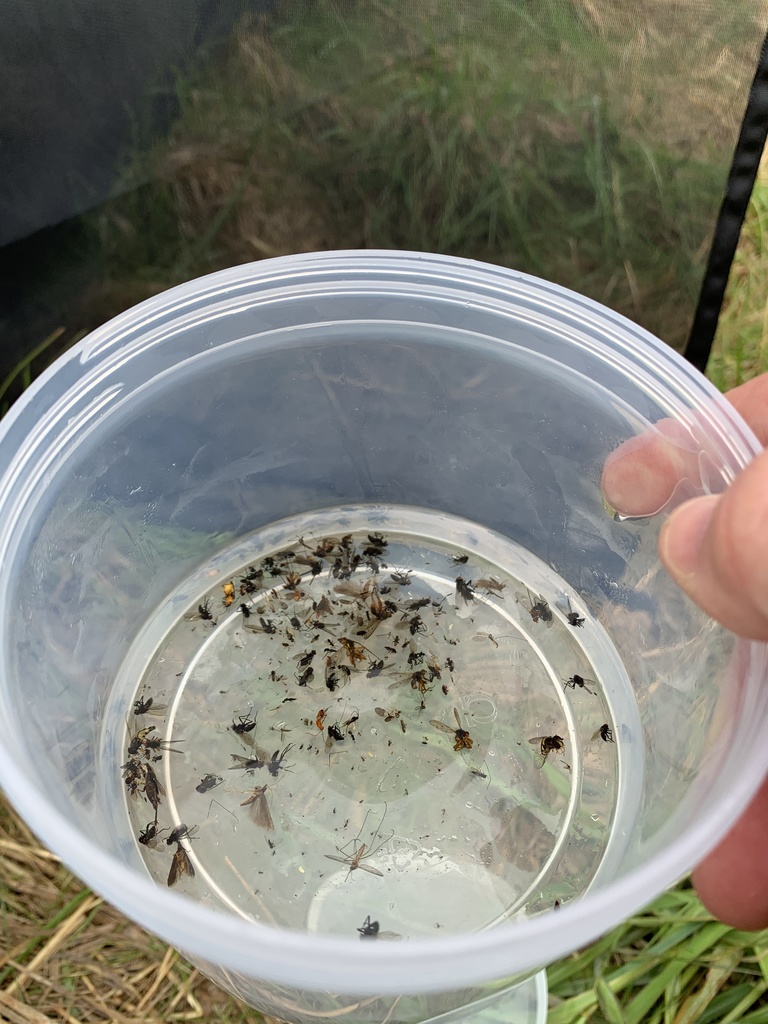 Insects collected in clear container