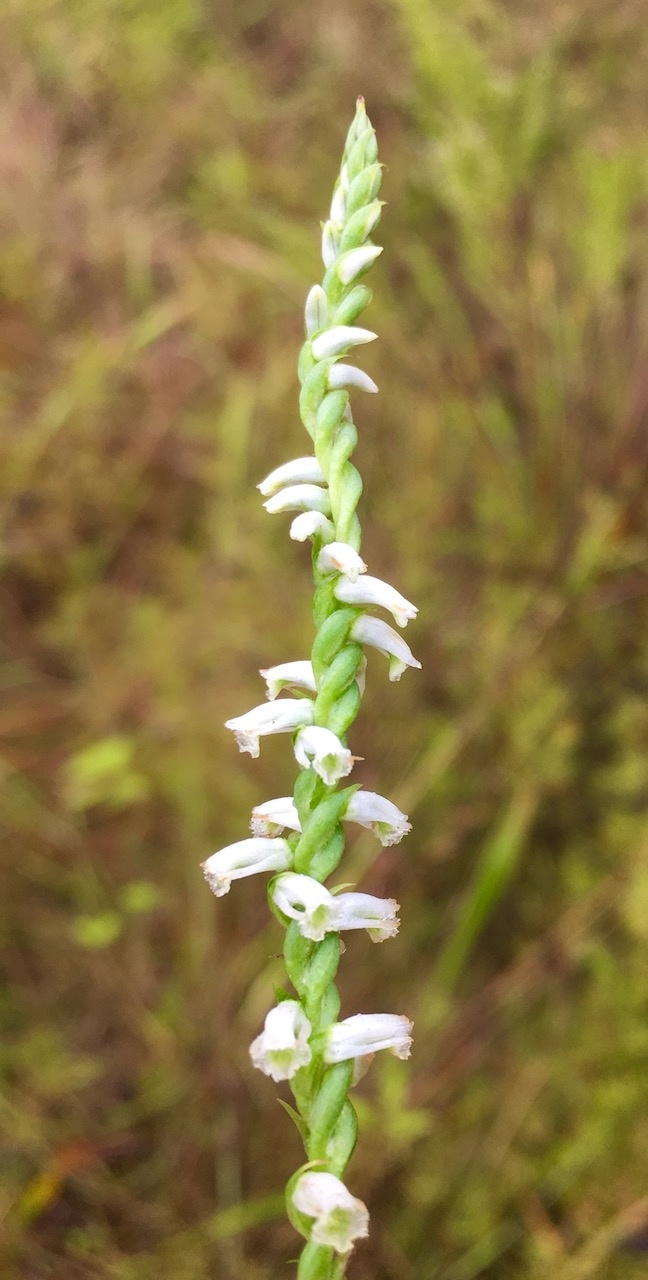 Native orchids