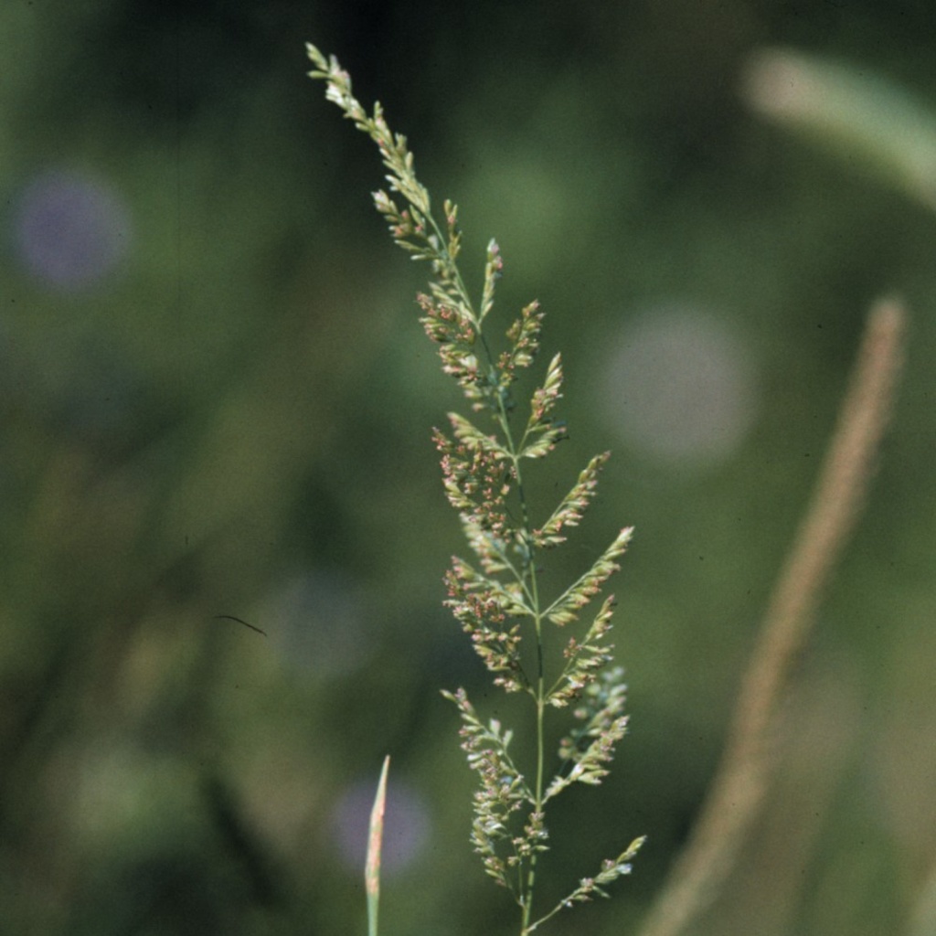 Prairie_Wedge_Grass.jpg